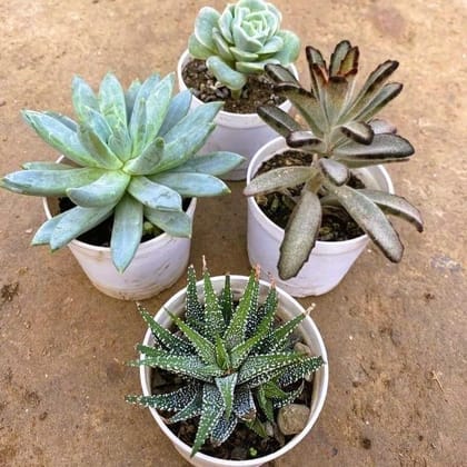 Set of 4 - Echeveria, Echeveria Rose, Kalanchoe Tomentosa & Zebrina Haworthia in 3 Inch Nursery Pot