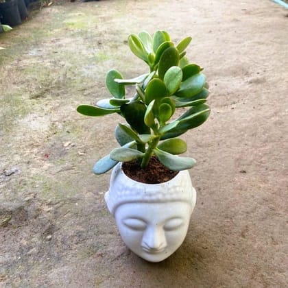 Crassula Jade in 4 Inch Buddha Designer Ceramic Pot (any colour)