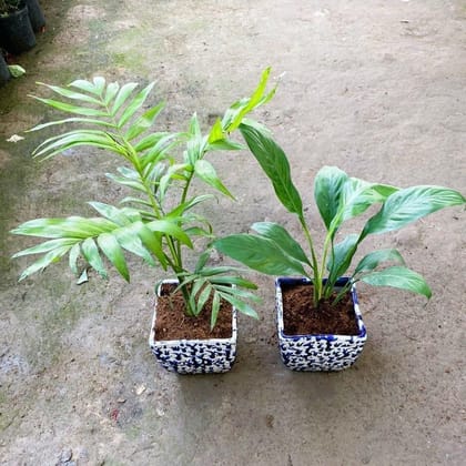 Set of 2 - Chamaedorea Palm & Peace Lily in 6 Inch Blue Designer Square Ceramic Pot