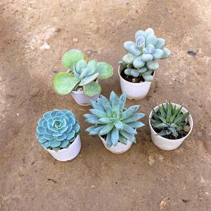 Superstar Succulent Combo - Set of 5 - Kalanchoe, Moonstone, Zabrina Haworthia, Echeveria Blue Bird & Echeveria Succulent in 3 Inch Plastic pot