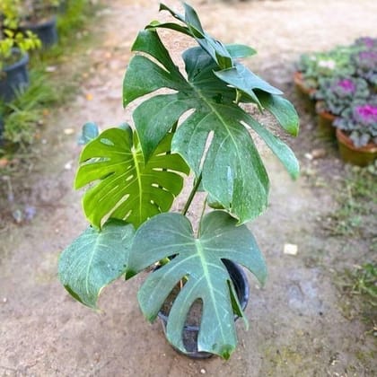 Monstera Deliciosa in 10 Inch Plastic Pot