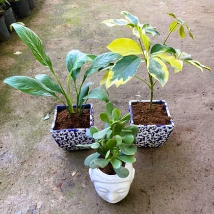 Set of 3 - Schefflera Bracia, Jade & Peace Lily in 6 Inch Designer Ceramic Pot (colour & design may vary)