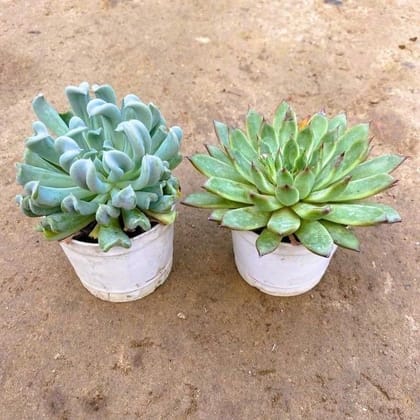 Set of 2 - Echeveria Cubic Froast & Echeveria Succulent in 3 Inch Nursery Pot