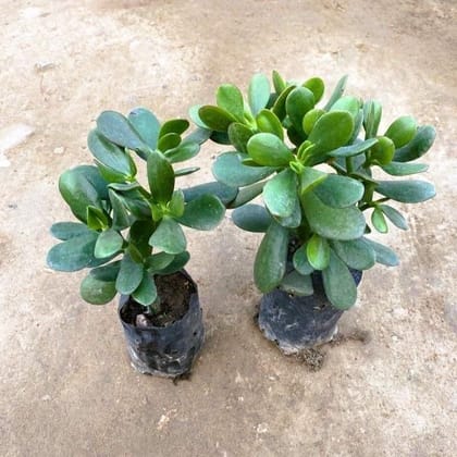 Set of 2 - Crassula Ovata Succulent  in 3 Inch Nursery Bag