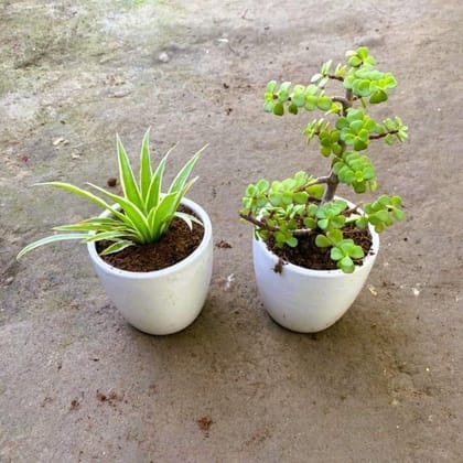 Set of 2 - Spider & Jade in 4 Inch White Cup Ceramic Pot