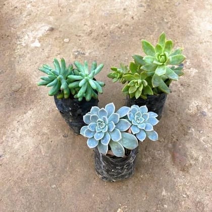 Set of 3 - Sedum, Echeveria, Sedum Adorn & Echeveria Sedum Blue Succulent in 3 Inch Nursery Bag