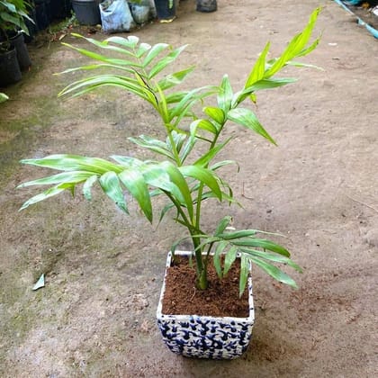 Chamaedora Palm in 6 Inch Blue Designer Square Ceramic Pot