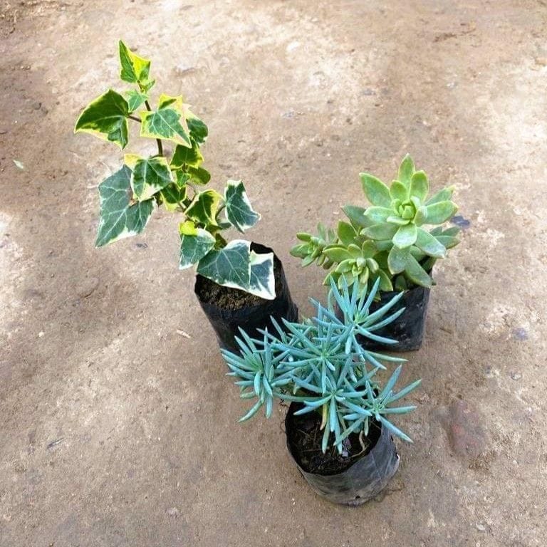 Set of 3 - English Ivy, Sedum Brush & Sedum Adorn Succulent in 3 Inch Nursery Bag