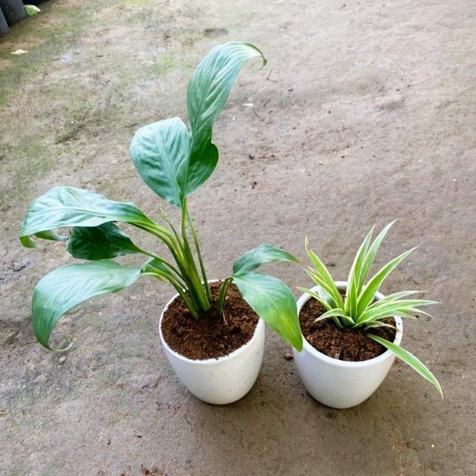 Set of 2 - Spider & Peace Lily in 4 Inch White Cup Ceramic Pot