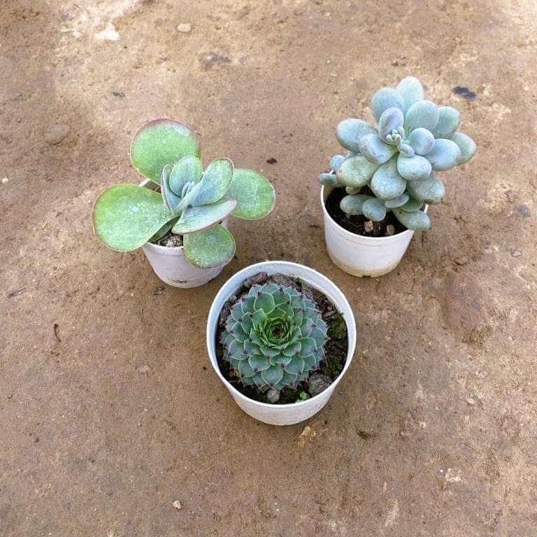 Set of 3 - Kalanchoe, Laxmi Kamal & Moonstone Succulent in 3 Inch Nursery Pot