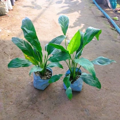 Set of 2 - Peace Lily in 5 Inch Nursery Bag