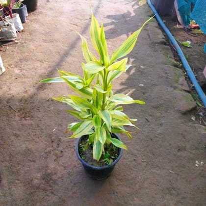 Lucky Bamboo in 6 Inch Plastic Pot