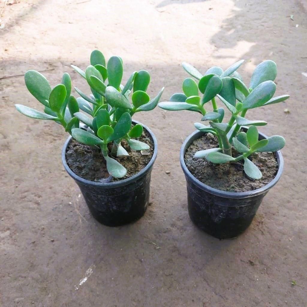 Crassula Jade Succulent in 5 Inch Plastic Pot