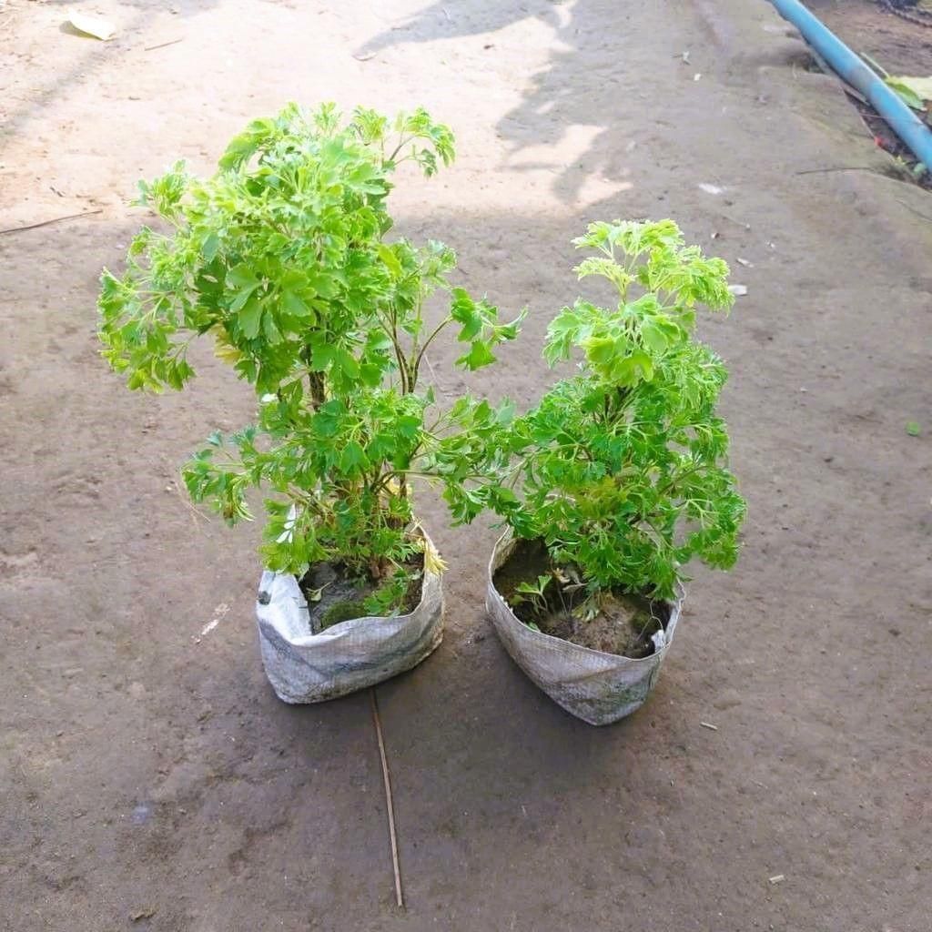 Set of 2 - Aralia Green in 4 Inch Nursery Bag