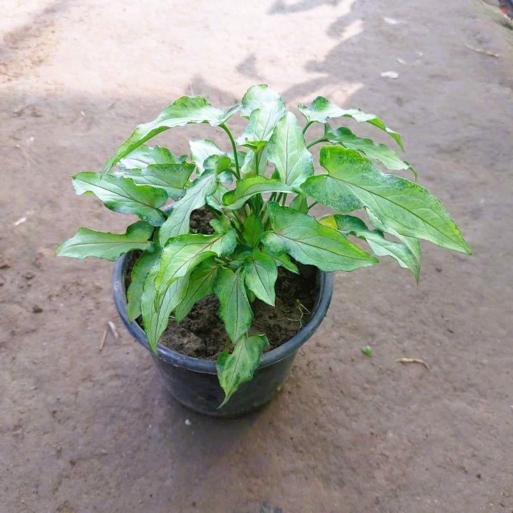 Syngonium Yammi in 5 Inch Plastic Pot