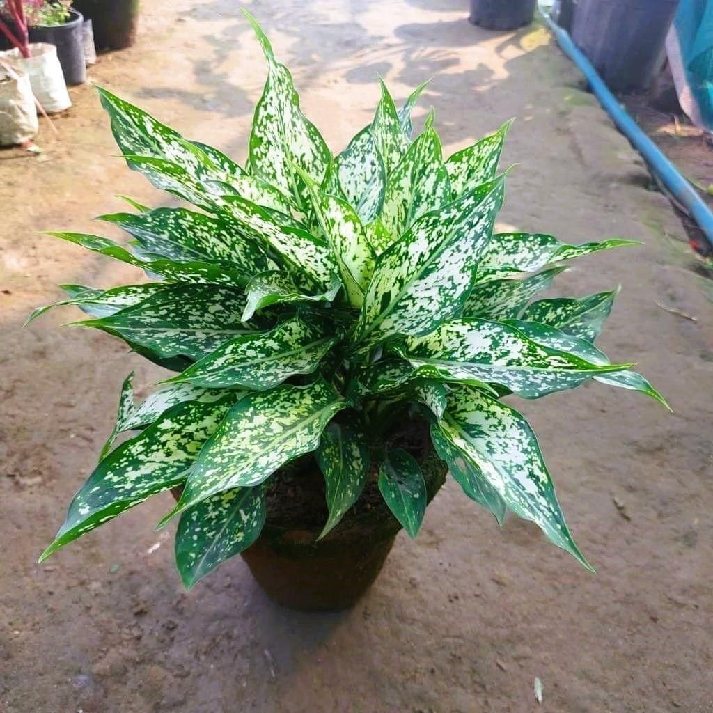 Aglaonema Snow White in 8 Inch pot