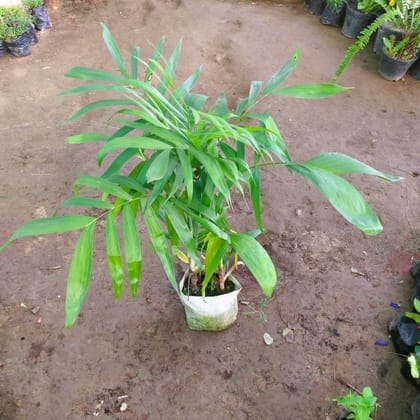 Cephortia Palm in 8 Inch Nursery Bag