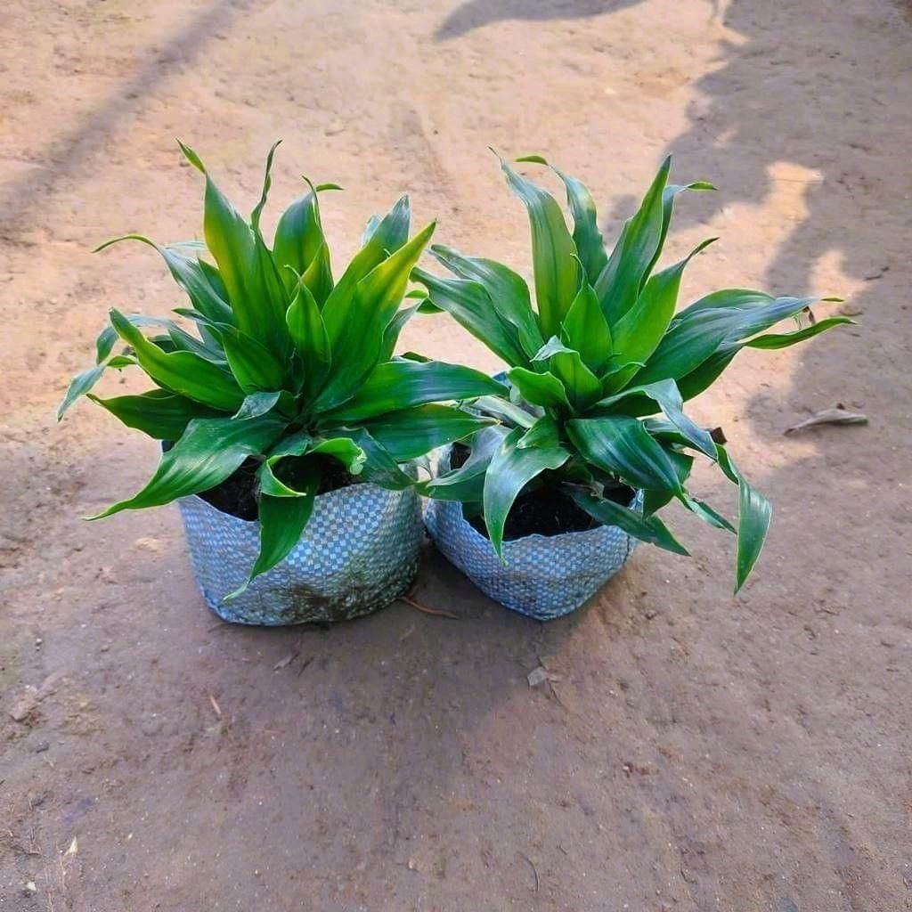 Set of 2 - Dracaena Compecta in 5 Inch Nursery Bag