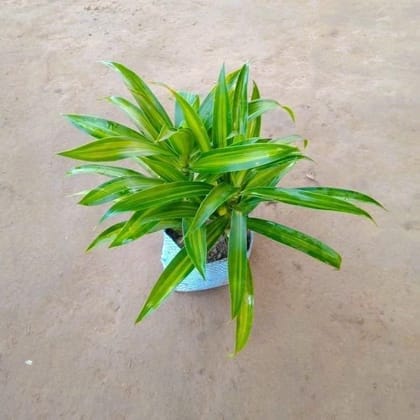 Dracaena Messenger Bushy in 4 Inch Nursery Bag