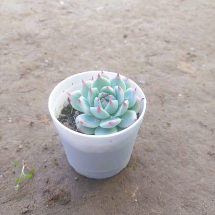 Echevaria Derosa Succulent in 4 Inch White Plastic Pot