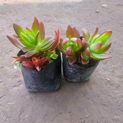 Set of 2 - Sedum Comphire Succulent  in 3 Inch Nursery bag