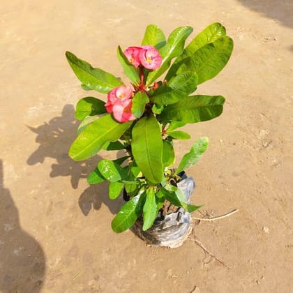 Euphorbia Milli (any colour) in 6 Inch Nursery Bag