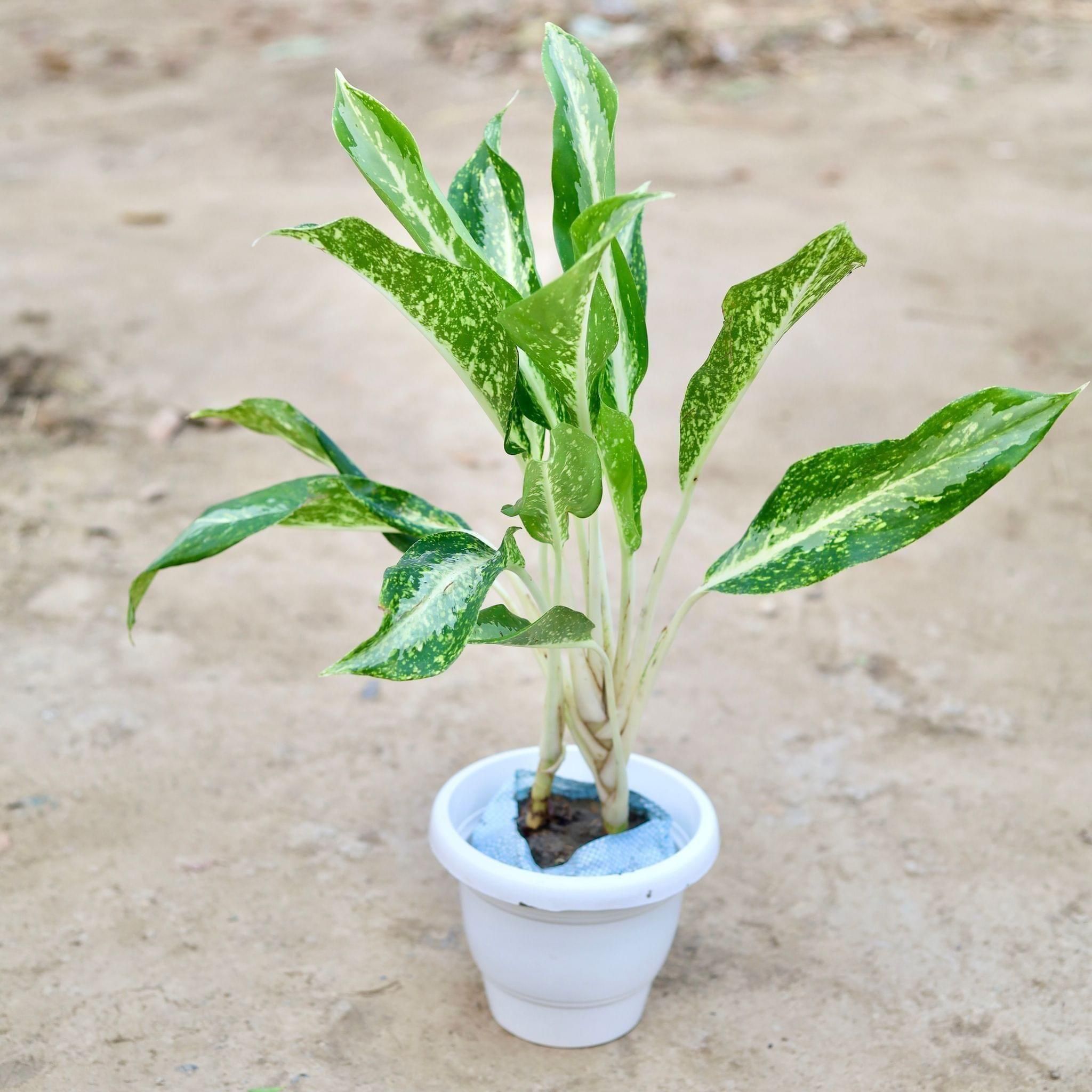 Aglaonema Dove in 8 Inch Classy White Plastic Pot