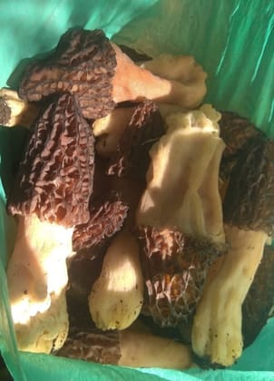 Gucchi mushrooms (100 gram)