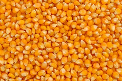 Maize