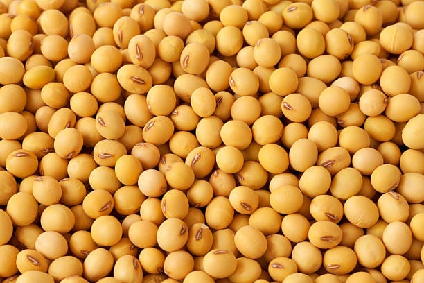 Soyabean