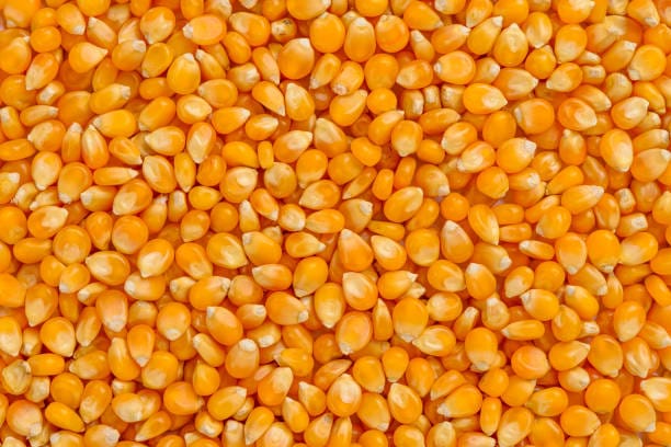 Maize