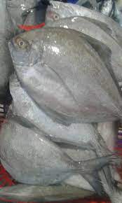 Black Pomfret /Karuppu vavval