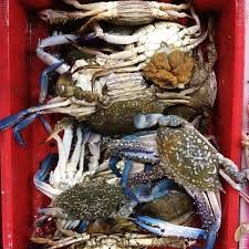 Blue crab