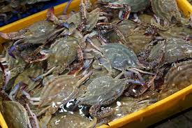 Live Green Crab