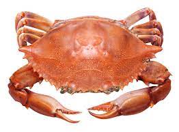 Live Red Crab