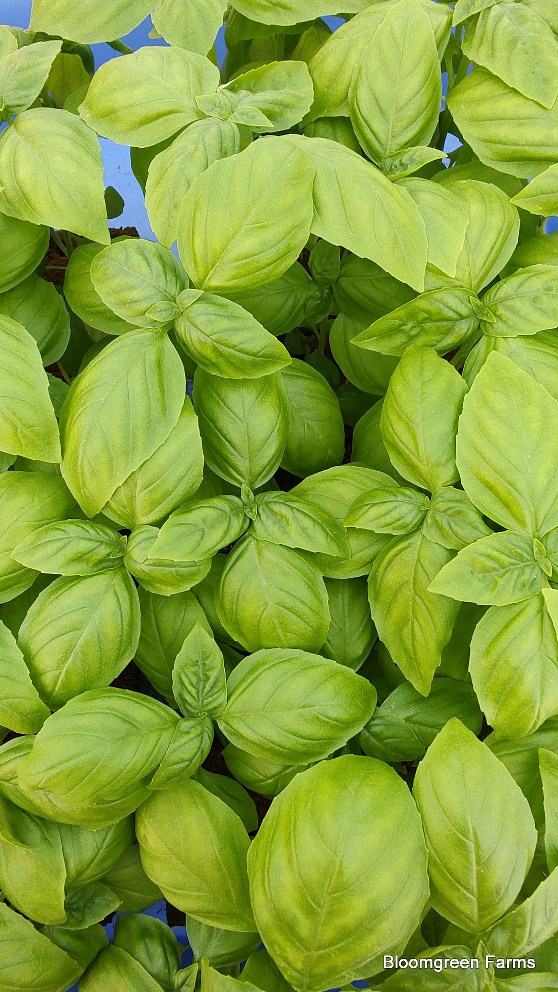 Italian Basil Leaves