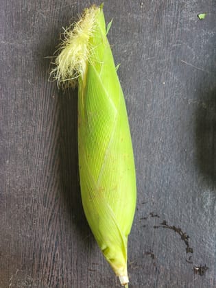 Maize (Sweet Corn)