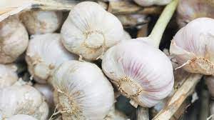 GARLIC