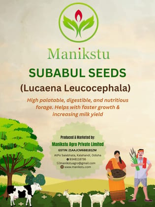Subabul Seed