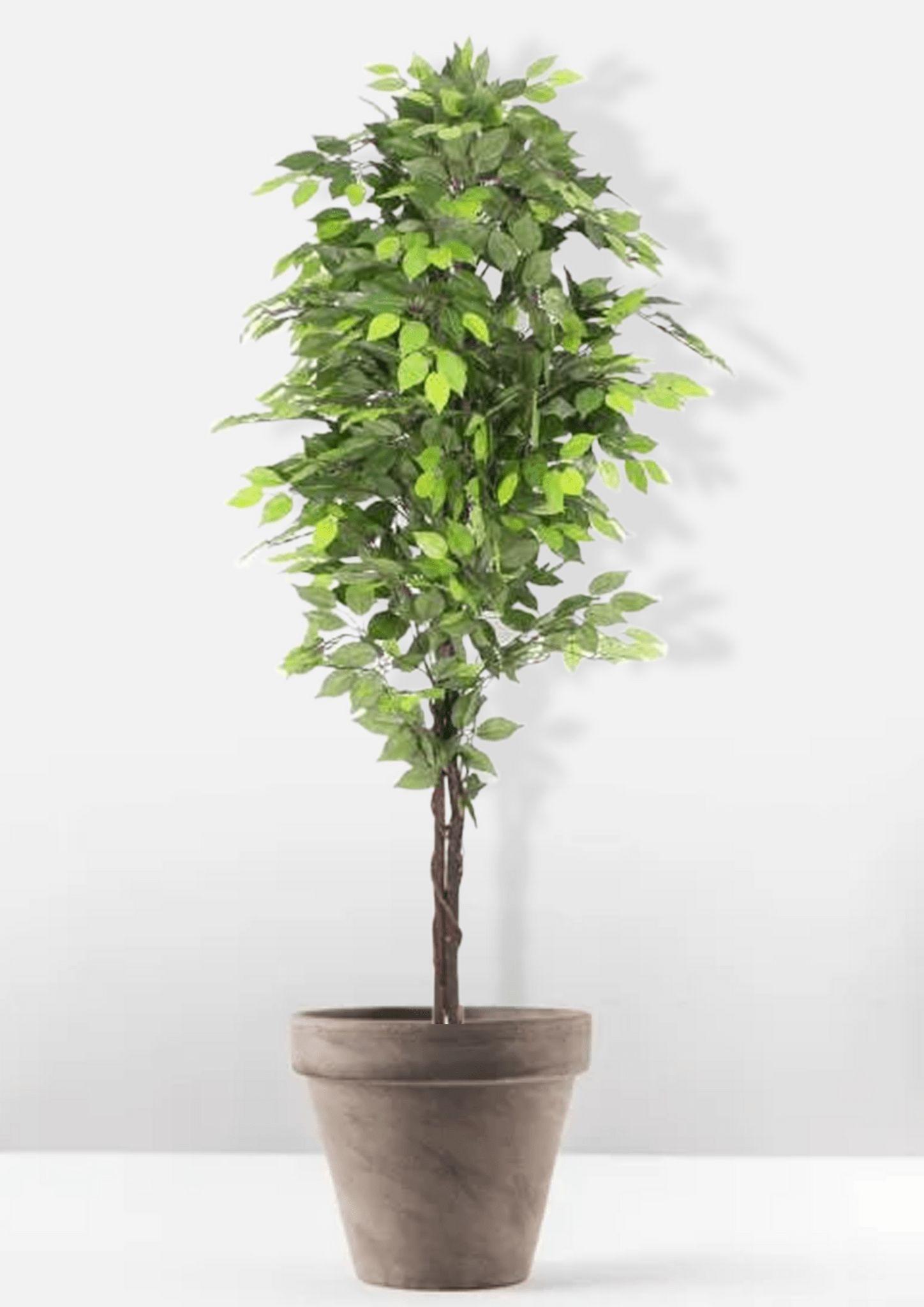 Euroxo Artificial Ficus Tree - 180 Cm