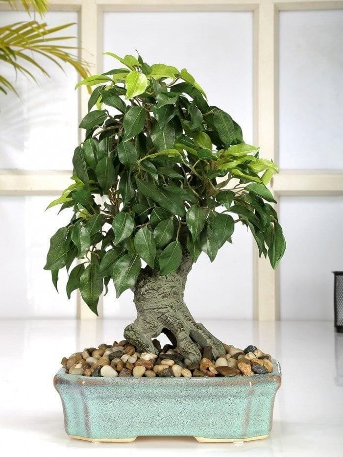 ARTIFICIAL FICUS BONSAI PLANT IN A CERAMIC VASE (37 CM TALL, 247 LEAVES)