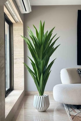 Euroxo Artificial Green Dracaena Plant - 6 Feet approx