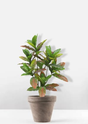 Euroxo Artificial Croton Plants - 100 Cm