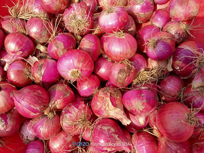 Onion