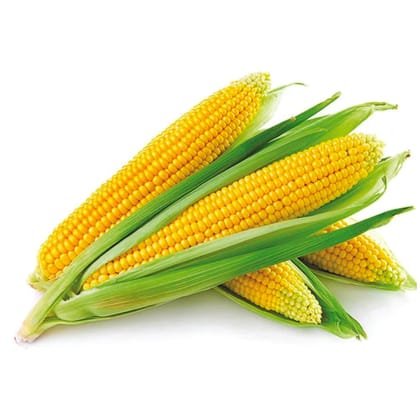 Maize (Corn)