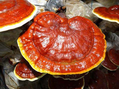 Dry Ganoderma Reishi Mushroom 50 gm | Red Ganoderma lucidum (Lingzhi)