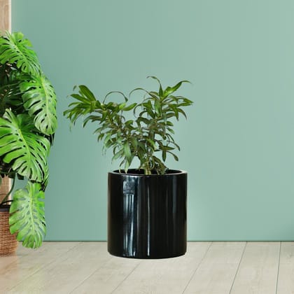 Kezevel Indoor Outdoor FRP Planter - Lightweight and Durable Glossy Black Cylindrical Flower Pot, Planter for Garden Décor, Size 30.48X30.48X30.48CM