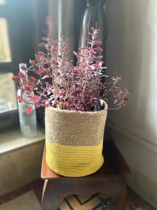 Jute Basket | Yellow Base | 8 inch