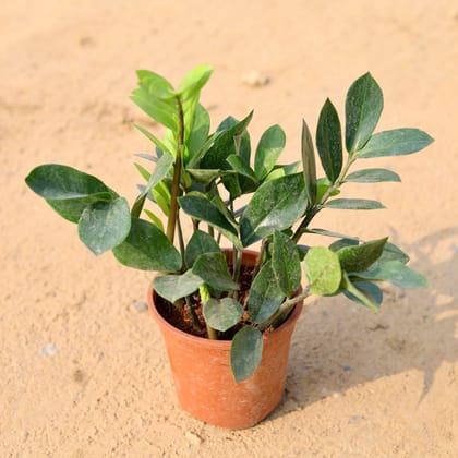 Zz Green in 6 Inch Plastic Pot