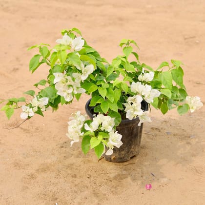 Bougainvillea White (colour may vary) in 10 Inch Plastic Pot